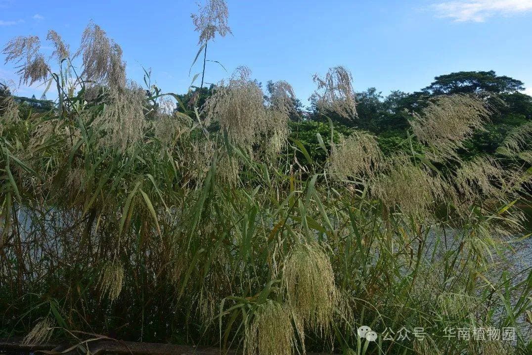 芦花飘絮 秋意渐浓
