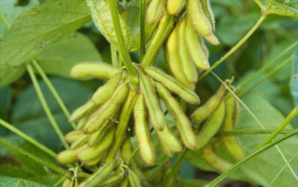 黄豆生长期多少天成熟