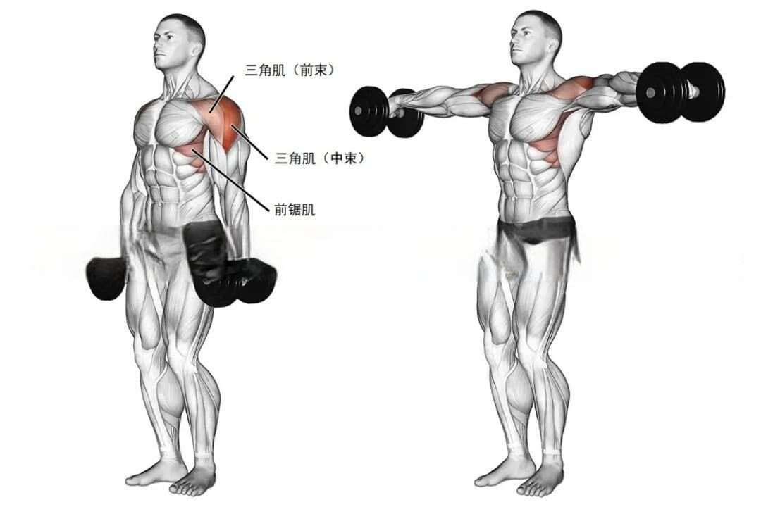 健身动作系列-哑铃侧平举