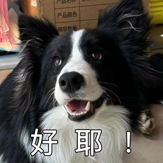 边牧幼犬吃什么狗粮合适？这几个要点快记下来！