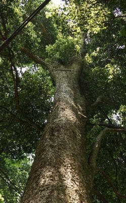 金丝楠种植条件适应哪些地区？（探究金丝楠的生长环境及其适应性）