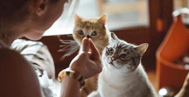 研究表明，猫学习单词的速度比人类婴儿快