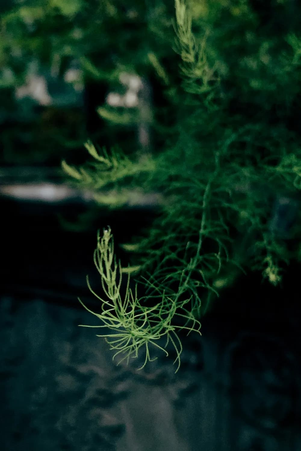 文竹风水布局，你家摆对了吗？
