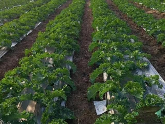 奶茶店砍瓜切菜忙 年轻人爱上“喝绿”