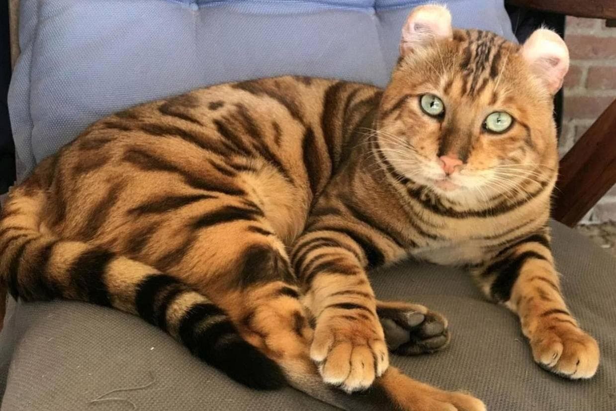 卷耳虎猫(Tigrett)—最像老虎的宠物猫品种
