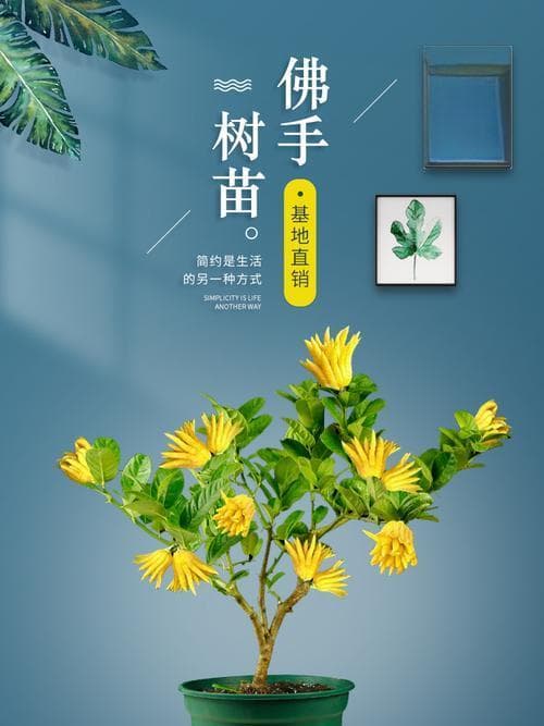 佛手叶子发黄，如何处理（原因分析及有效解决方法）