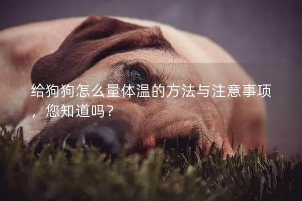 给狗狗量体温的正确方法与注意事项