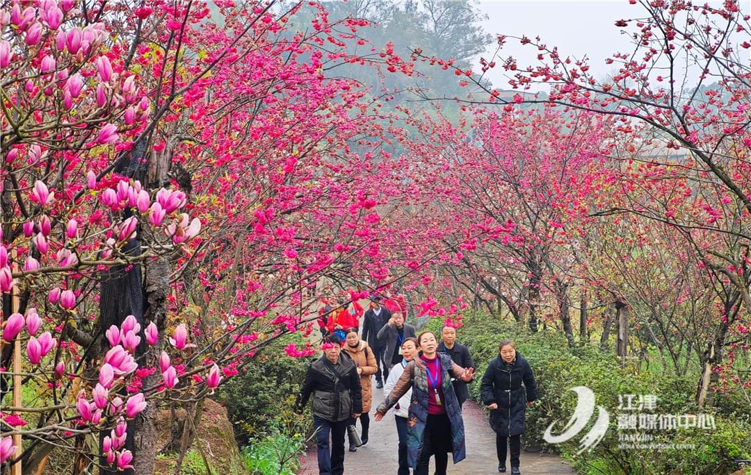 火“出圈”！200辆旅游大巴开进江津这个镇