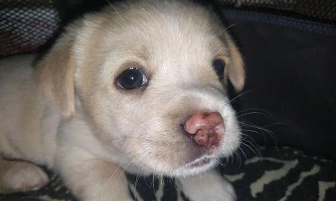没有满月的土狗怎么养？新手养幼犬的注意事项有哪些？
