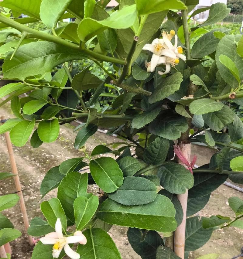 盆栽柠檬树自己能结果吗