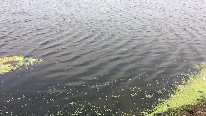 鱼塘水突然变黑是什么原因？鱼塘水色发黑怎么调水？教你一招搞定