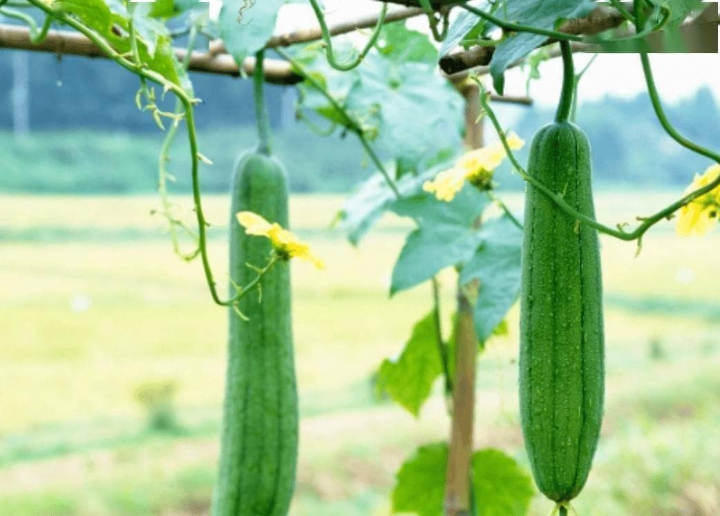 丝瓜：糖尿病患者的“隐形助手”？揭秘丝瓜的养生奥秘与食用禁忌