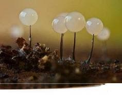 探寻生物界的神奇力量：集体智慧现象解析