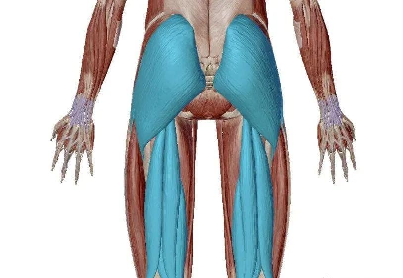 臀大肌、臀中肌是如何导致腰部出现问题的？