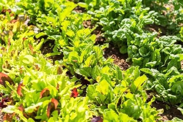 蔬菜轮作种植技术：破解重茬种植难题