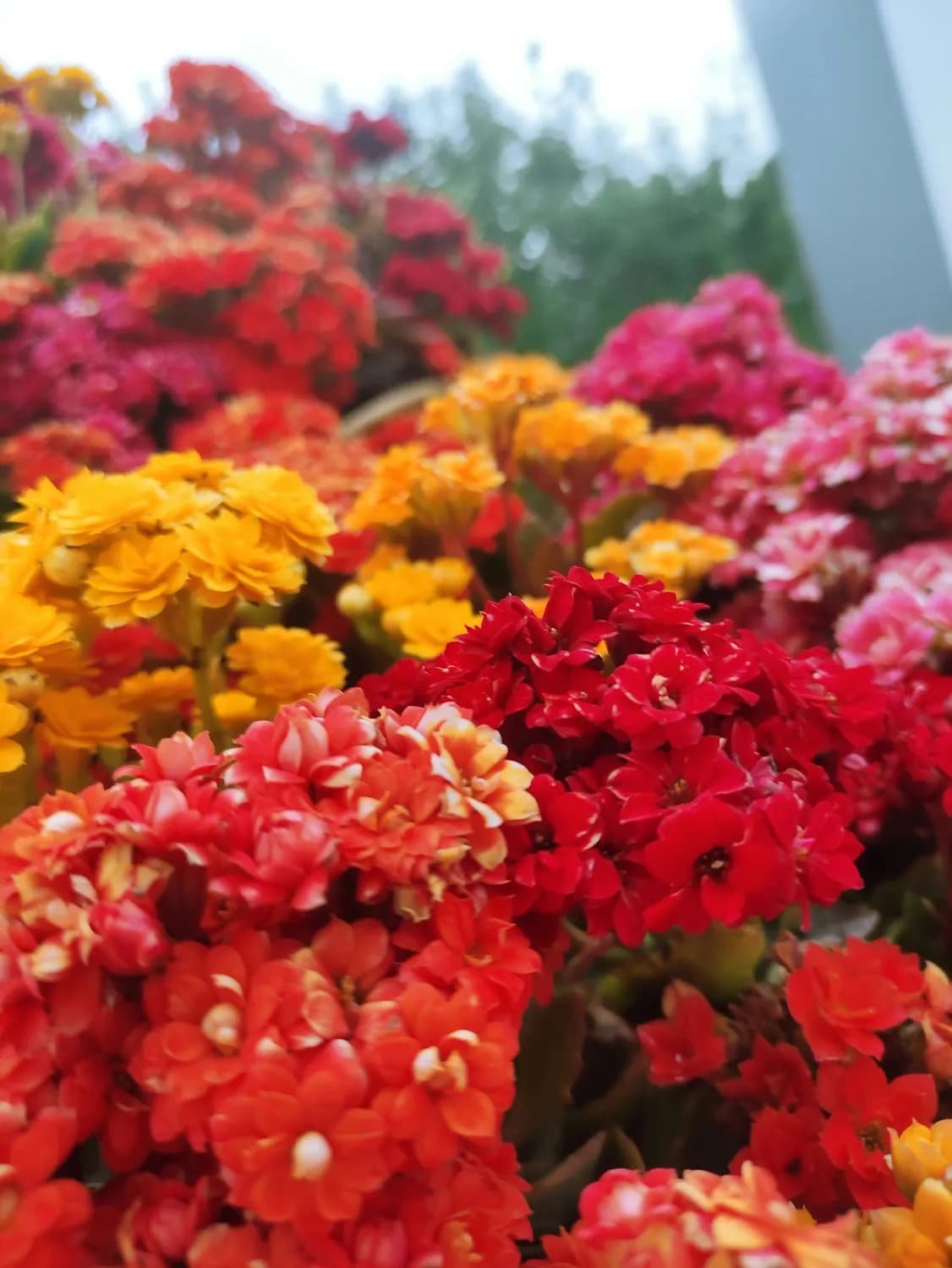 长寿花品种大揭秘：谁才是开花王者？