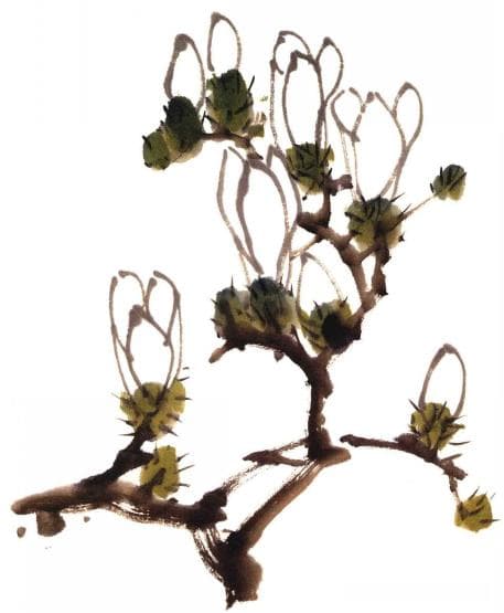 写意玉兰花，这样画的……