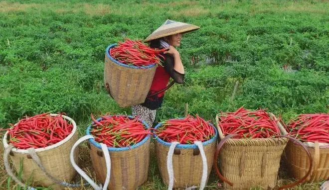 中国十大辣椒产地：从种植到风味，一文读懂各地辣椒特色