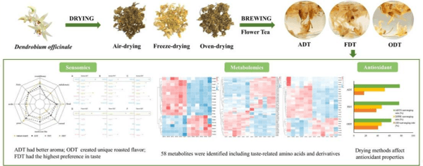 铁皮石斛鲜花香气物质及不同干燥方式对其花茶风味与活性的影响