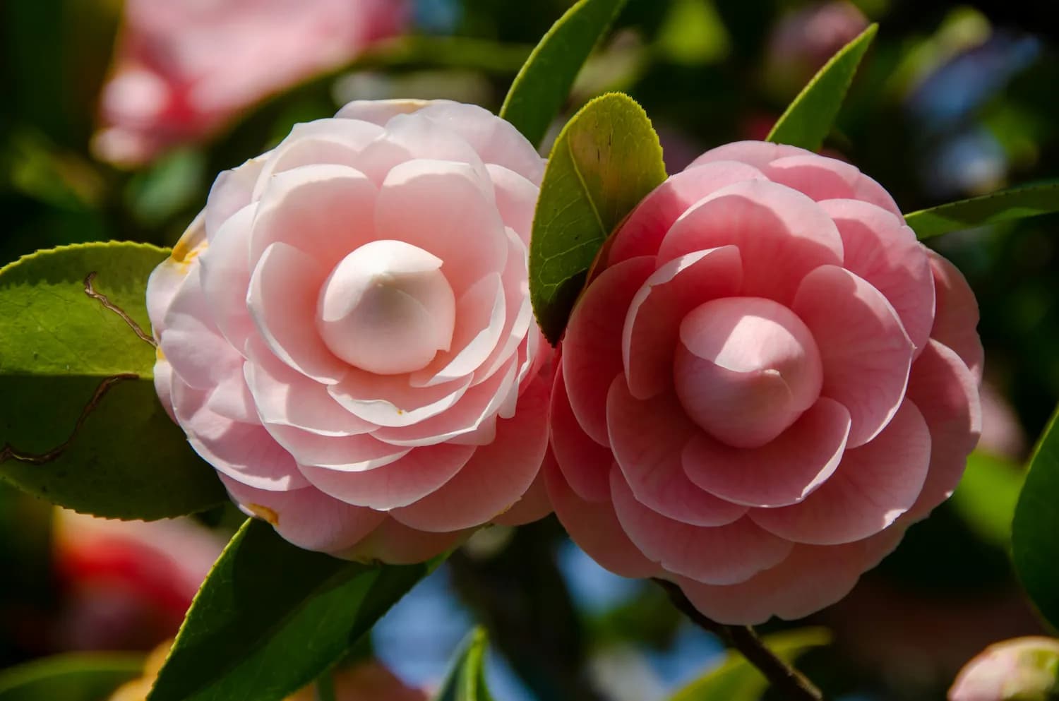 冬日温暖：用山茶花装点你的家
