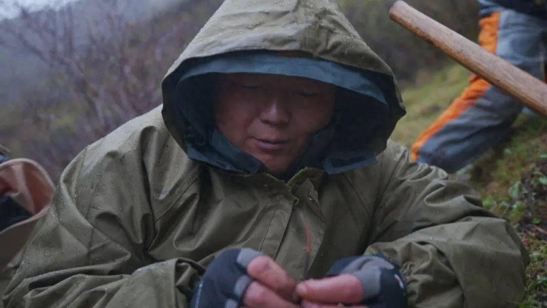 如何挑选冬虫夏草？不同规格的虫草区别在哪？