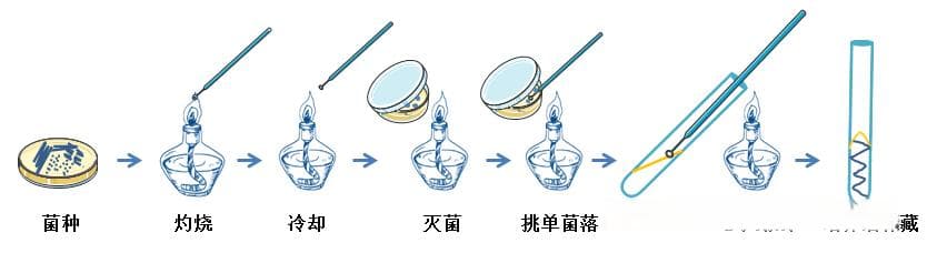 微生物菌种保藏与活化技术指南：收藏必备手册