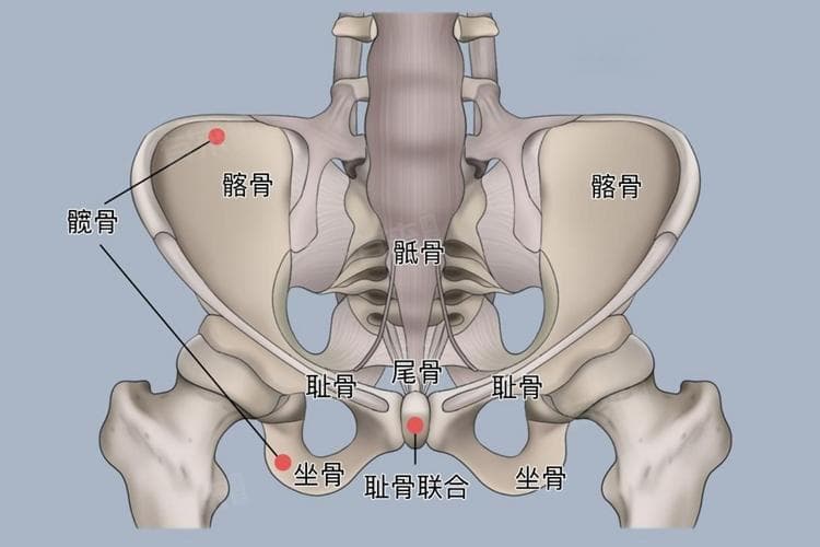 胯关节和髋关节的区别：解剖学、功能与医学应用全解析