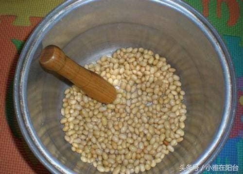 黄豆倒花盆里做肥料，花儿疯长管不住