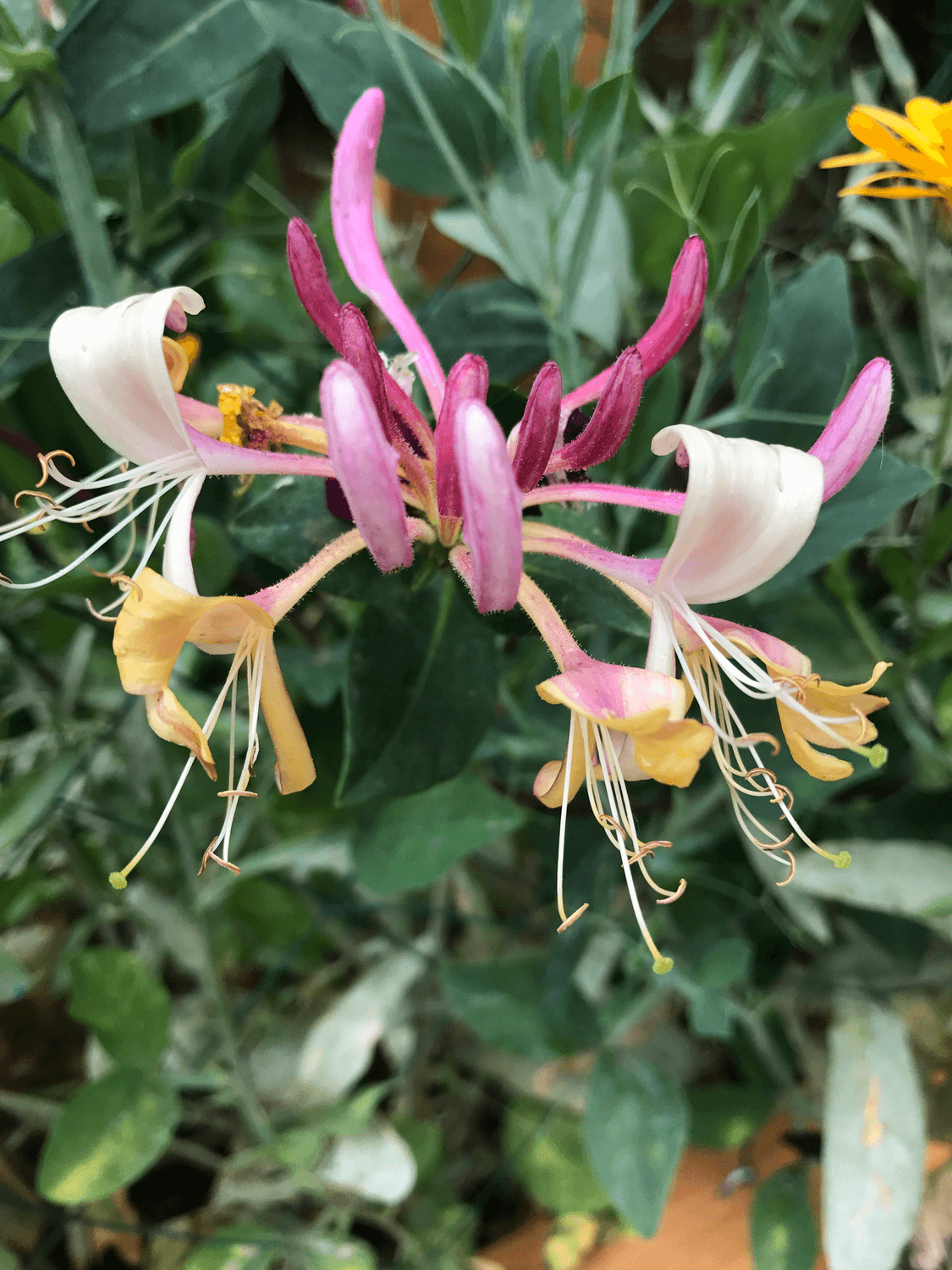 黄芪枸杞金银花：养鸡界的免疫神器！