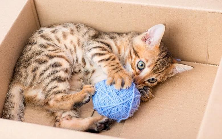 十种猫咪喜爱的玩具盘点 猫咪的玩具有哪些