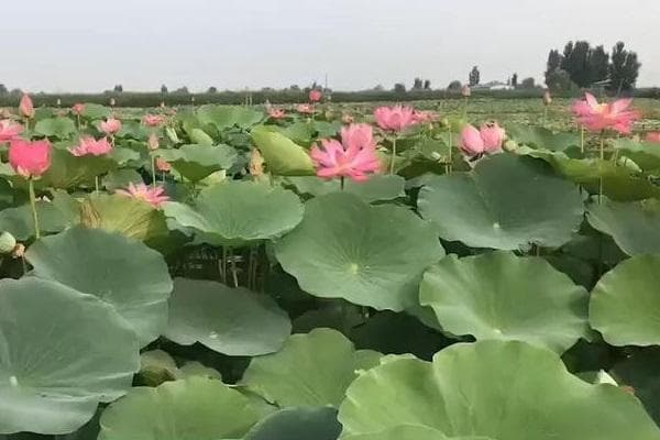 荷花种植全攻略：从时间到技巧一文详解