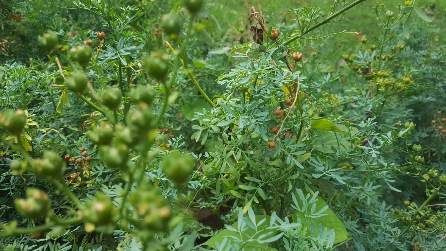 川芎种植技术创新：从土壤改良到智能农业