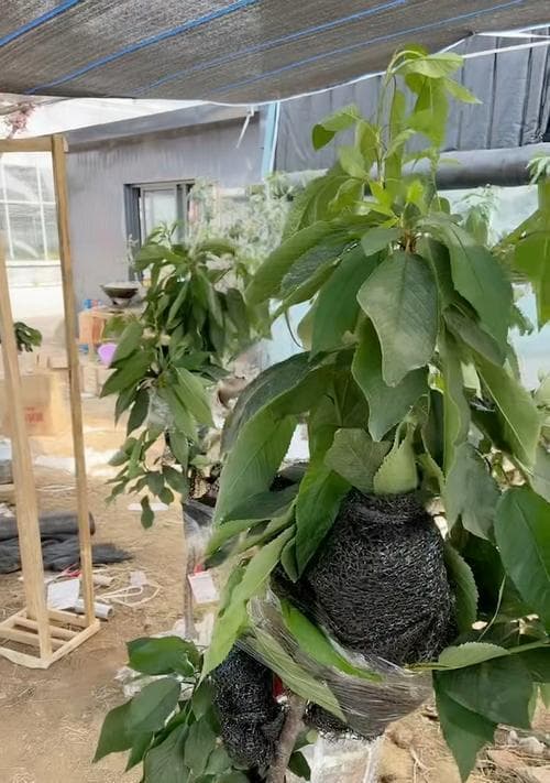 樱桃树未嫁接开花问题如何解决？