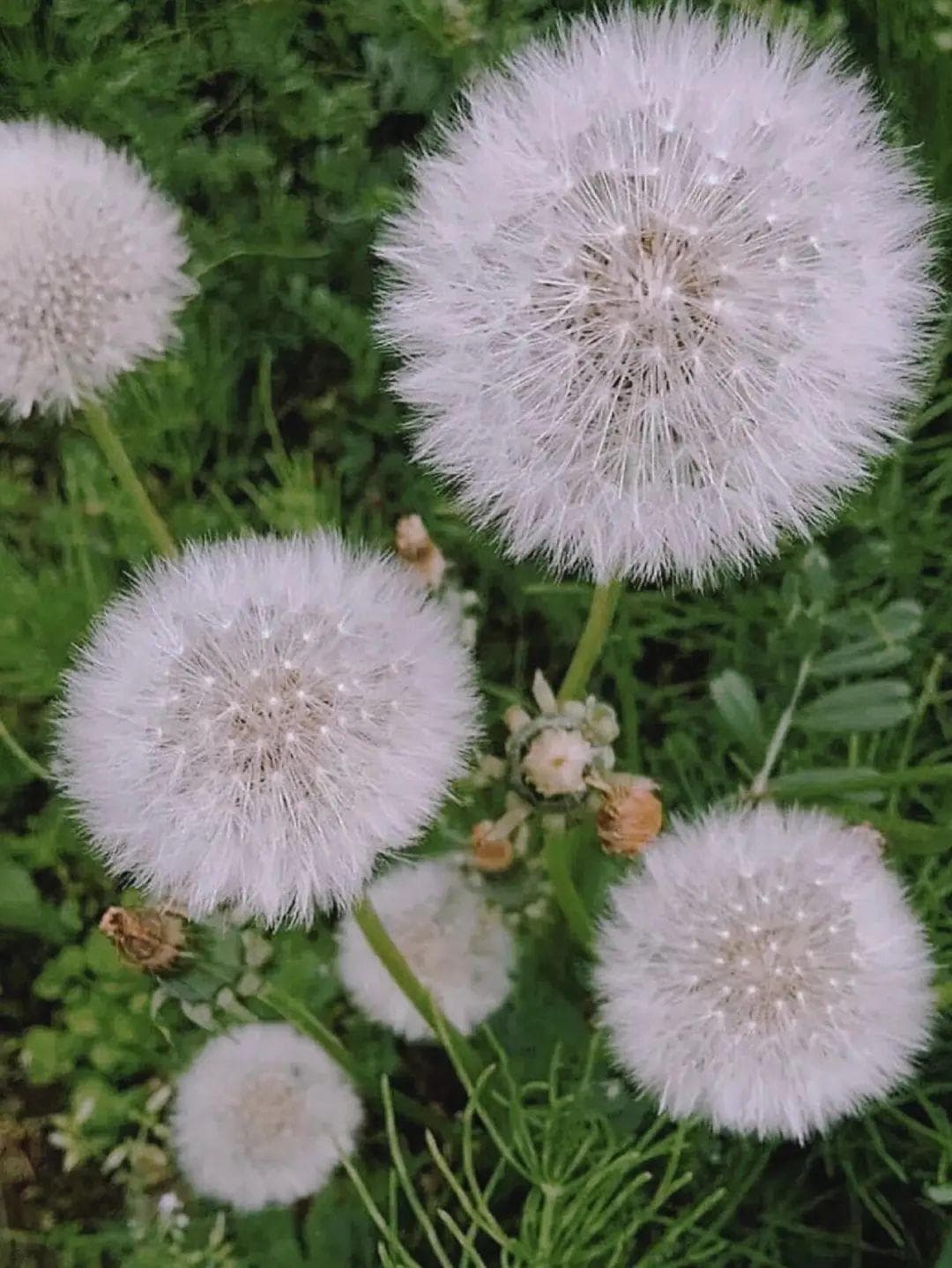 【花卉科普】每天认识一种花-蒲公英