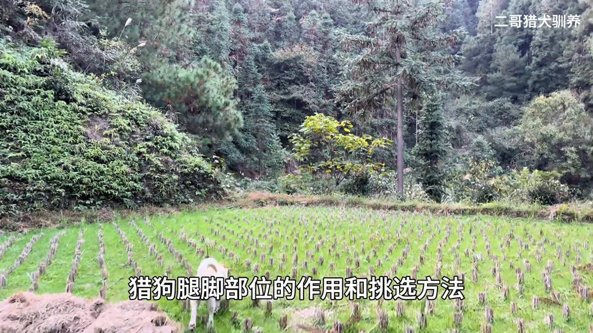 如何挑选一只奔跑速度快的猎狗？腿脚部位很重要