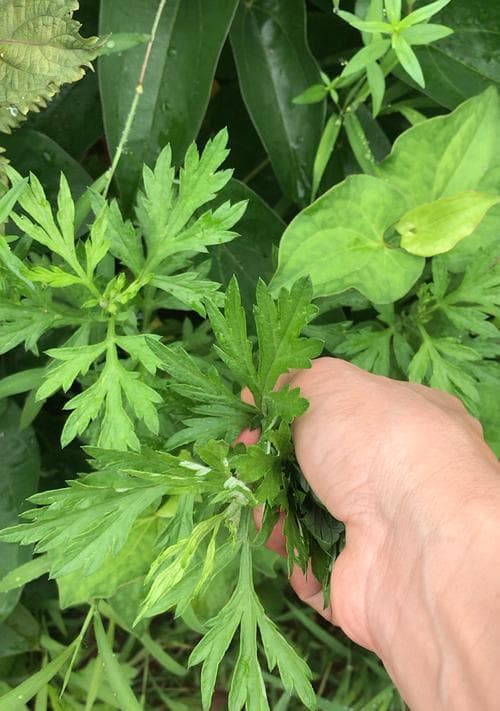 农村常见艾草及其用途（了解艾草，发现它的惊人妙用）
