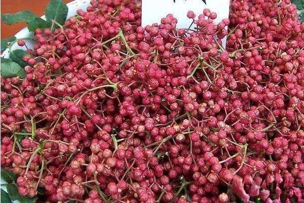 花椒什么时候种植好？