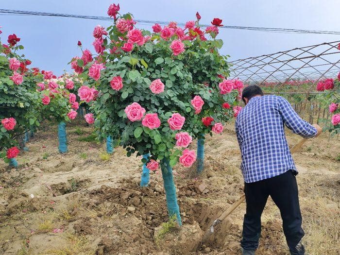 园林绿化苗木移植技术指南：土球大小与树穴挖掘要点