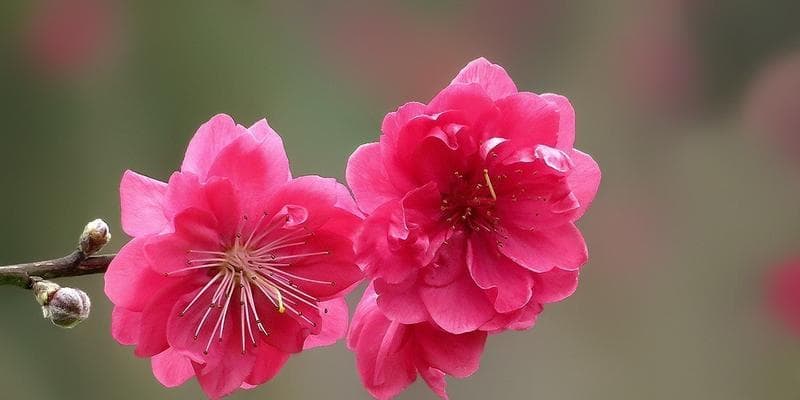 桃花的寓意和象征：从自然之美到文化传承