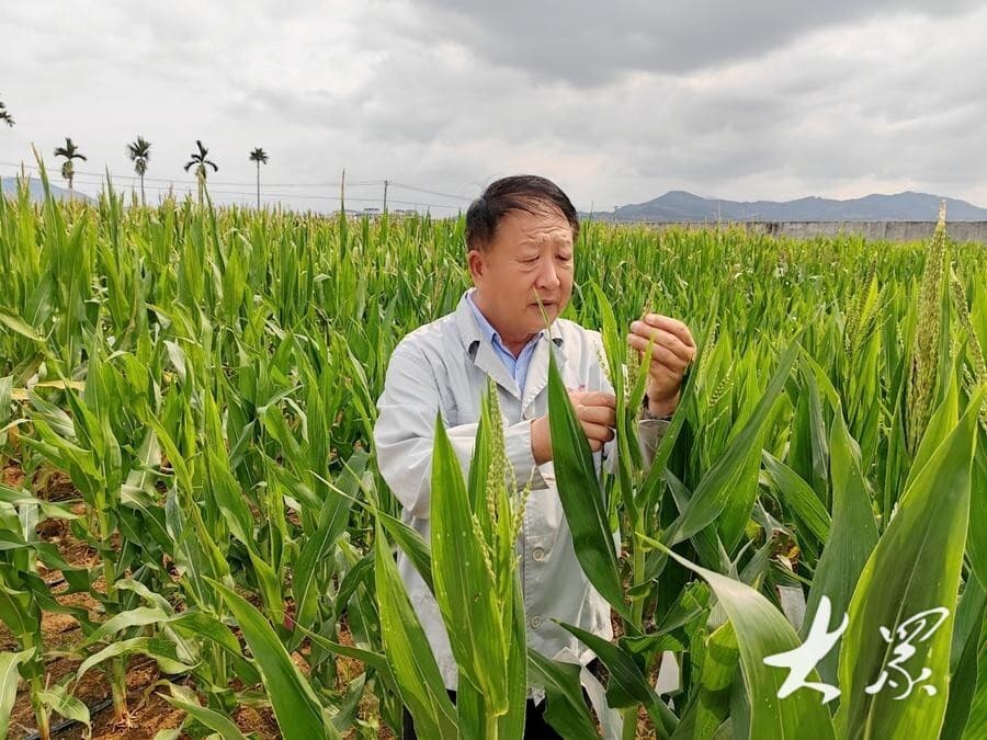 山东南繁故事：育种家的热爱、痴迷与情怀
