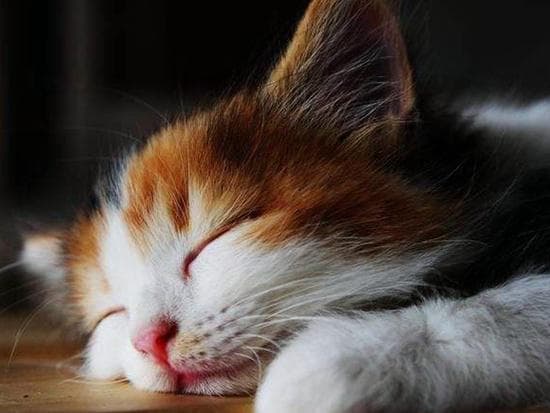 猫咪最爱蓝色，最讨厌绿色