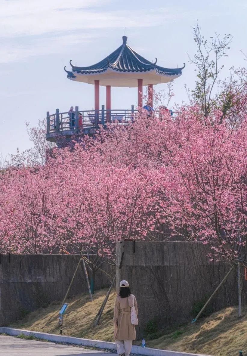 深圳三洲田樱花游玩攻略：赏花花期、交通指引及拍照技巧全解析