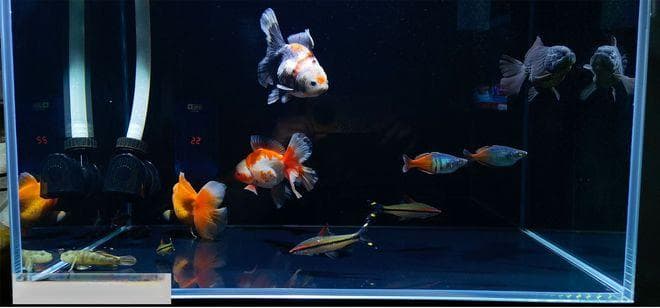 鱼缸水量计算全攻略：四种鱼缸类型水量计算方法详解