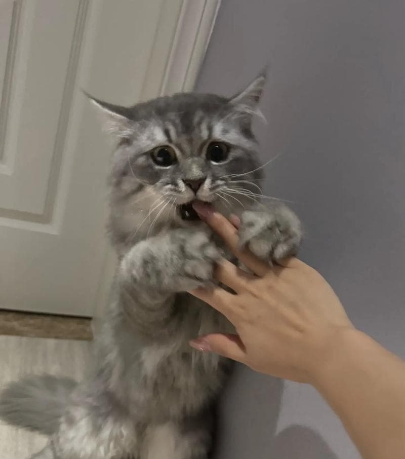 为什么猫咪喜欢咬手？（揭秘猫咪咬人的原因及解决方法）