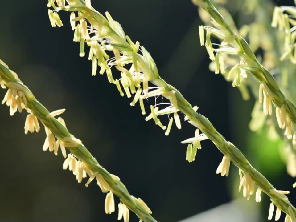 金秋说稻，话米饭