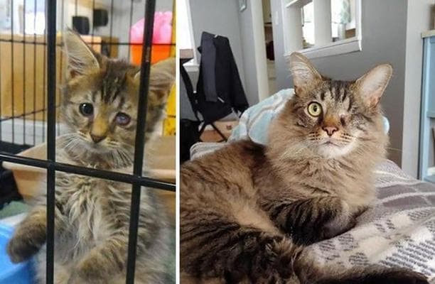 领养猫咪需要什么手续？流程和注意事项是什么？