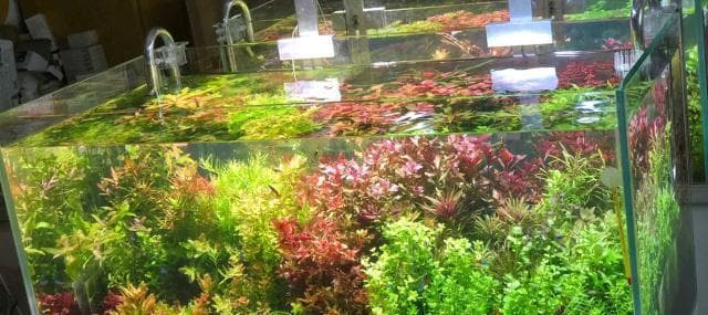 水草泥可以种花吗？——探究水草泥的植物种植能力