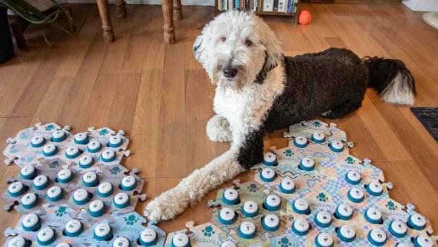 新研究指宠物犬能用音板拼出具意义的两字组合：首次与人类“交谈”