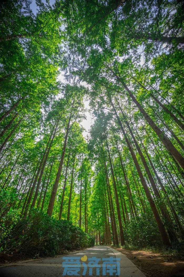 爱济南影像丨随手一拍即大片！森林公园水杉林尽显“独特浪漫”