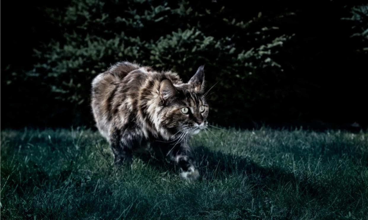 猫咪夜视能力惊人：揭秘猫科动物的视觉奥秘